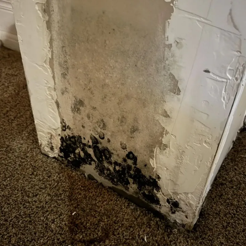 Professional Mold Removal in South Hill, WA